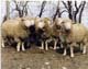 robbie's lost sheep